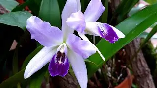 Голубые орхидеи, каттлея  😃 --  Blue Cattleya Lc. Wrigleyi coerulea 