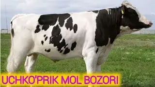 УЧКУПРИК МОЛ БОЗОРИ нархлари. 
UCHKO'PRIK  MOL BOZORI narxlari.