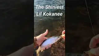 The Shiniest Little Kokanee! #kokanee