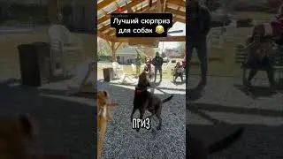 Сюрприз Для Собаки На ДР 😂