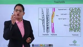 Class10th – Xylem Structure and Function | Xylem (Hindi) | Tutorials Point