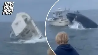 Breaching humpback whale topples boat off New Hampshire coast: video