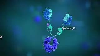 Pioneer Antibody Discovery Platform: Clinical-Quality Lead Candidates on Industry-Leading Timelines