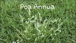 Poa Annua - Annual Bluegrass Information and Identification