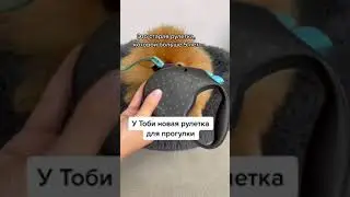 Рулетка Divo для собак. Обзор покупки для шпица Тоби❤️