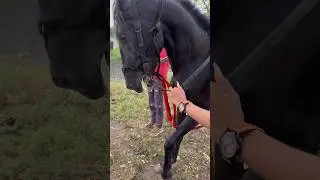 Horse power 😱 #horse #shorts #shortvideo #viralvideo #horserace #youtubeshorts