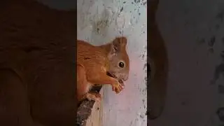 🐿squirrel.Білочка їсть горішок