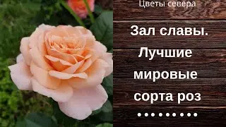 Зал славы. Лучшие мировые сорта роз.