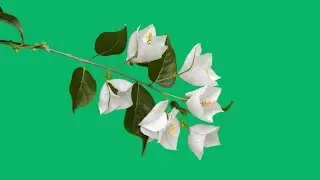 white flowers green screen video animation | Bougainvillea flower plant green screen video