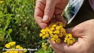 ОСТОРОЖНО ! ПРИМЕНЯЯ ПИЖМУ ДЕЛАЙ ПРАВИЛЬНО ВРЕД И ПОЛЬЗА 