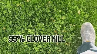 How To Kill Clover For Good Completely