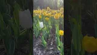 МОРЯ НЕТ. БУДЕМ КУПАТЬСЯ в ЦВЕТАХ🌷🌷🌷