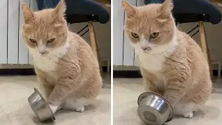 Clever cat plays with food bowl to ask for dinner #Shorts