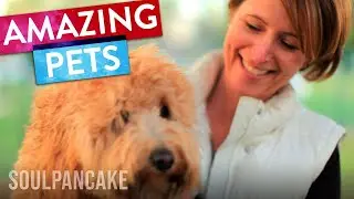 What We Learn From Our Pets | SoulPancake Street Team