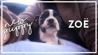 I FINALLY GOT A PUPPY | meet Zoë the boston terrier ♡