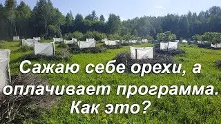 Сажаю себе орехи, а оплачивает программа. Как это?