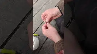 Уловистый монтаж для ловли карпа и карася 