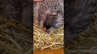 3 issues with broody hens 🐓