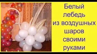 Белый лебедь из воздушных шаров своими руками