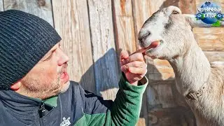 На хутор приехал пасечник с подарками, но мы в долгу не остались. Индюки не хотят разводиться.