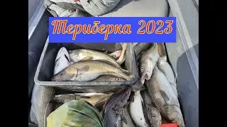 ТРЕСКА/ТЕРИБЕРКА 2023/