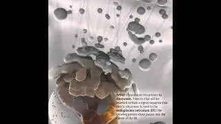 Cellular Signal Transduction Animation: Protein Secretion and Vesicle Trafficking