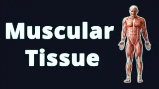 Muscular Tissue and its Types |  Biology | Science | Letstute