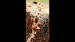 #Short , red ant Vs termid