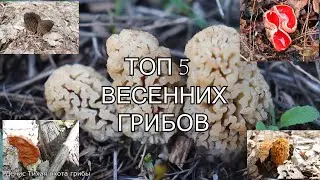 ТОП 5 весенних грибов