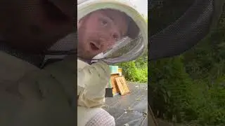 Feeding Bees as a Beekeeper Part 2! #shorts #beekeeping #honeybee #bees