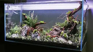 Aquascaper 900 - How to Aquascape a Beautiful Nature Aquarium