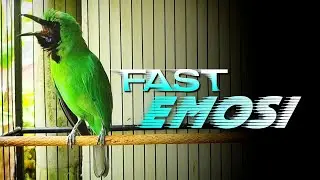 🔴 FAST EMOSI ‼️KICAUAN CUCAK IJO GACOR JAMTROK MERANGSANG EMOSI