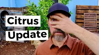 Citrus Tree Update: How Did It Survive?