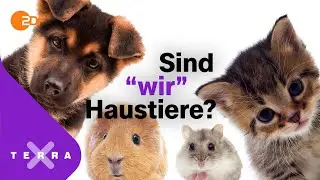 Wann ist ein Tier ein Haustier? | Terra X plus