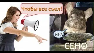 Зачем ШИНШИЛЛАМ есть сено? Важно ли кормить ШИНШИЛЛ сеном?