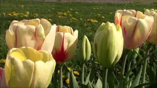 MY DUTCH Bulbs Blooming Tour