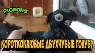 КОРОТКОКЛЮВЫЕ ДВУХЧУБЫЕ ЧЕРНЫЕ ГОЛУБИ / ЖУКИ / Pigeons / Taube / doves / dove