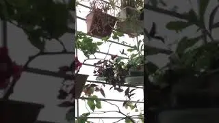 Windy rain and bird charming in balcony