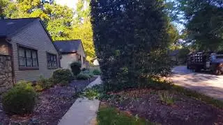 Pruning a HUGE Holly tree