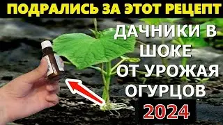 Подкормка огурцов! Огурцы мигом пойдут в рост и заплодоносят пучками 3 капли и огурцы будете полно