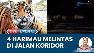 Detik-detik 4 Harimau Lewati Jalan Koridor Perusahaan HTI Pelalawan, Warga Diimbau Tak Keluar Malam