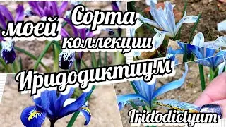 Ирис сетчатый /Иридодиктиум/ Описание, сорта и уход. 2 Часть
