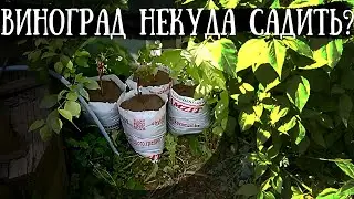 Виноград в мешках-контейнерах на доращивании. Когда СОВСЕМ НЕКУДА посадить виноград.