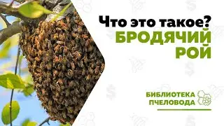 Бродячий рой — Пчеловодство для начинающих от А до Я