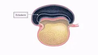 General Embryology - Detailed Animation On Embryonic Folding