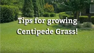 Growing Centipede Grass - Warm Season Turf Tips