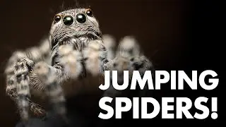 My 3 Best Tips for Jumping Spider Macro Photography