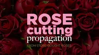 Propagating Roses from Store Bought Roses