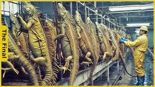 How Americans Process Millions of Iguanas in Factory - Inside The Food Factory