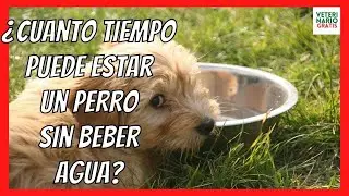 🌀 HOW LONG CAN A DOG GO WITHOUT DRINKING WATER? 🌀 WITHOUT HAVING DEHYDRATION